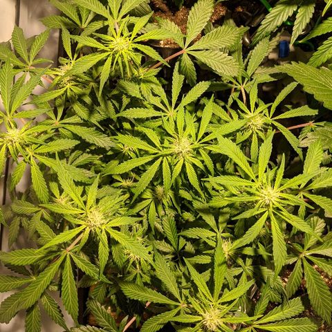 Sweet 'n' Sour growlog timeline photo