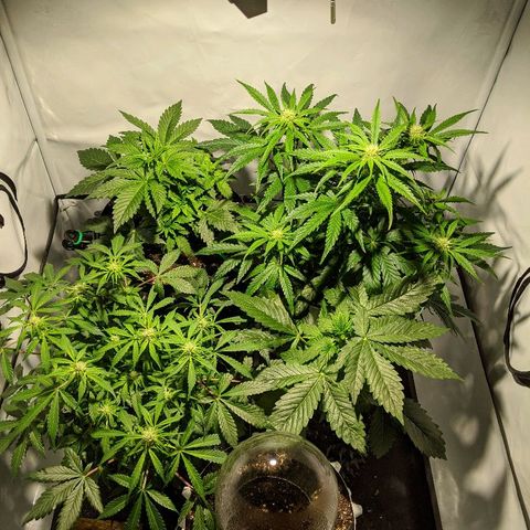 4 Assed Monkey growlog timeline photo