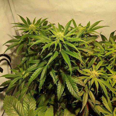 4 Assed Monkey growlog timeline photo