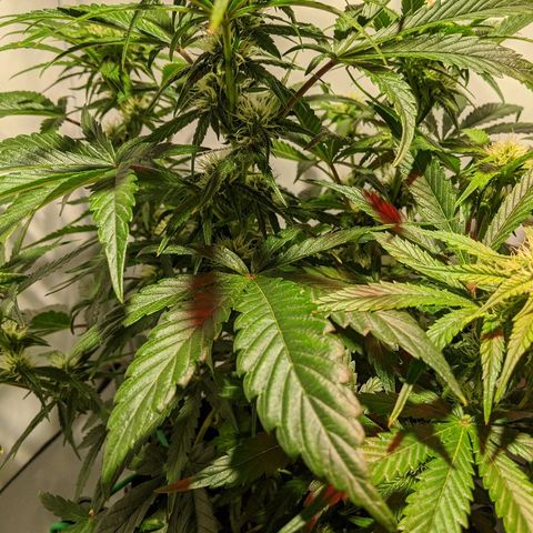 4 Assed Monkey growlog timeline photo