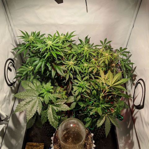 4 Assed Monkey growlog timeline photo