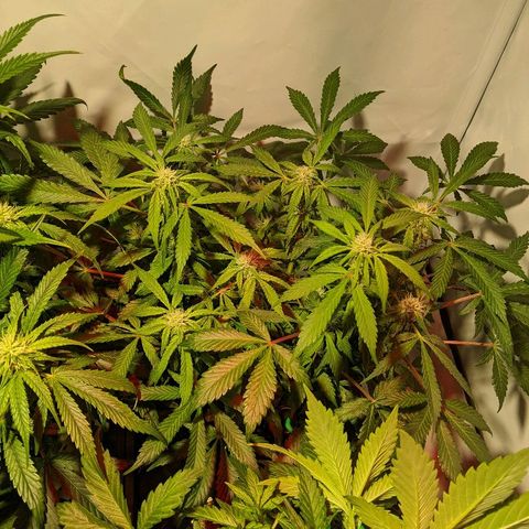 Sweet 'n' Sour growlog timeline photo