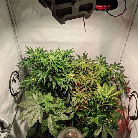 Sweet 'n' Sour growlog timeline photo