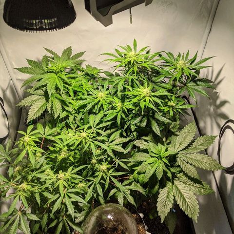 Sweet 'n' Sour growlog timeline photo