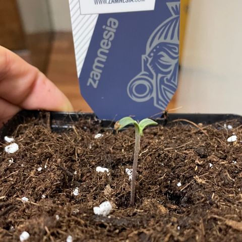The Beast 2.0 growlog photo: Repot day