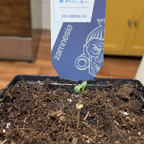 Fay Wray growlog photo: Repot day 