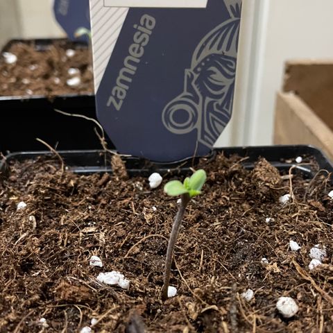 The Beast 2.1 growlog photo: Repot day 