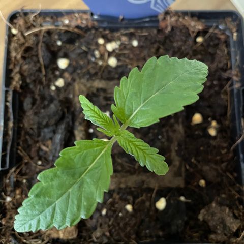 Fay Wray growlog timeline photo