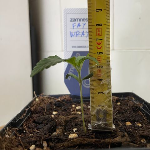 Fay Wray growlog timeline photo