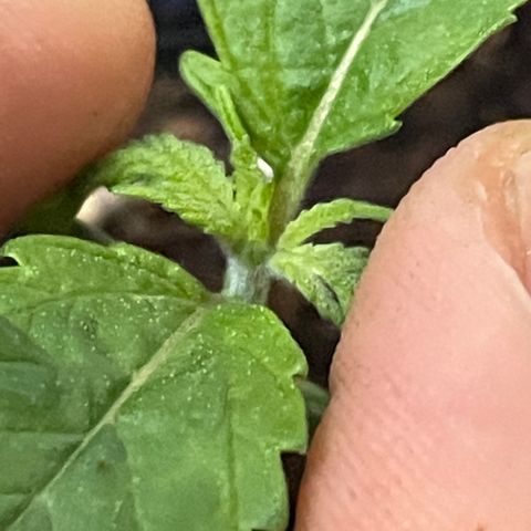 Fay Wray growlog timeline photo