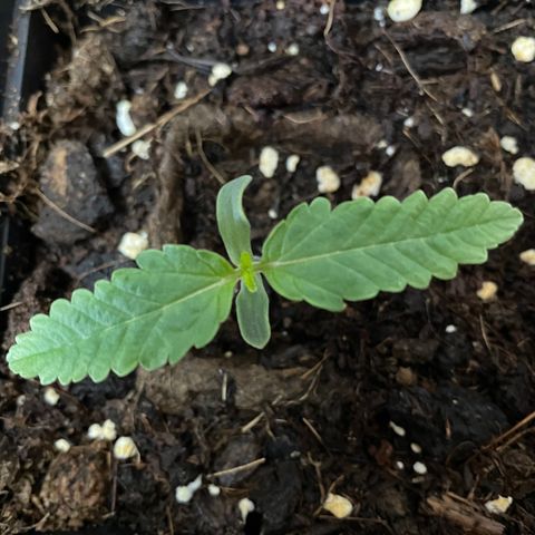 The Beast 2.0 growlog timeline photo