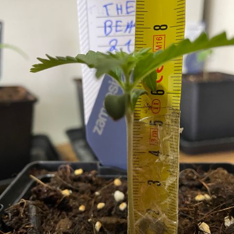 The Beast 2.1 growlog timeline photo