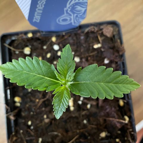 The Beast 2.1 growlog timeline photo