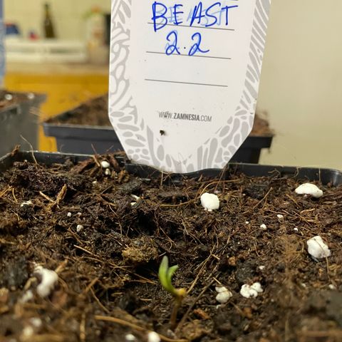 The Beast 2.2 growlog timeline photo