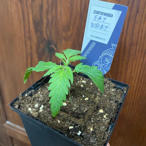 Fay Wray growlog timeline photo