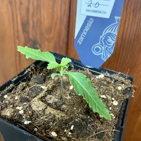 The Beast 2.0 growlog timeline photo