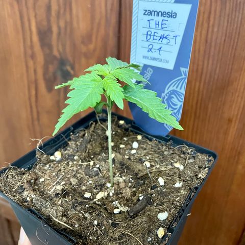 The Beast 2.1 growlog timeline photo