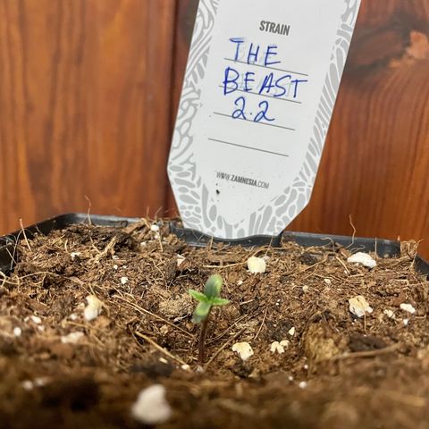 The Beast 2.2 growlog timeline photo