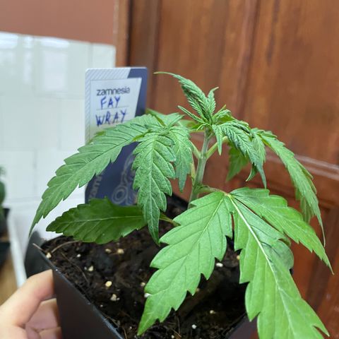 Fay Wray growlog timeline photo