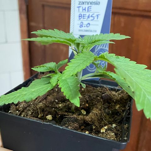 The Beast 2.0 growlog timeline photo