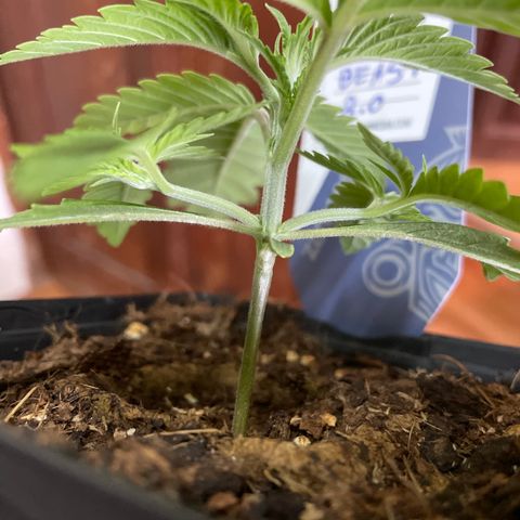 The Beast 2.0 growlog timeline photo