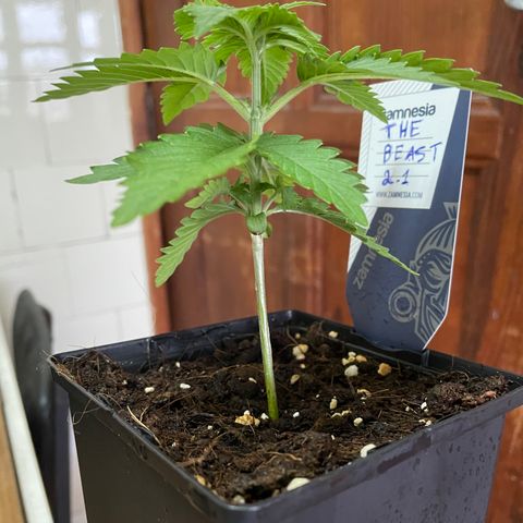 The Beast 2.1 growlog timeline photo