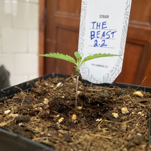 The Beast 2.2 growlog timeline photo