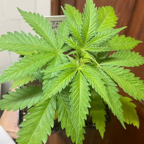 Fay Wray growlog timeline photo