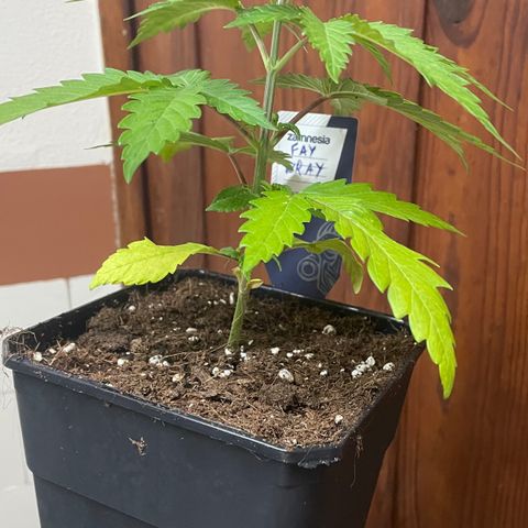 Fay Wray growlog timeline photo
