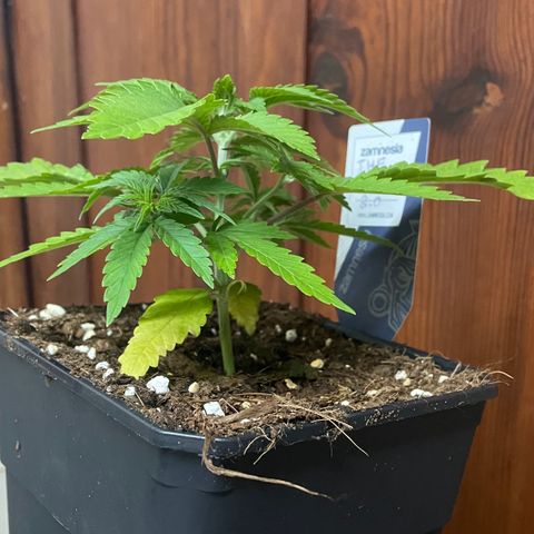 The Beast 2.0 growlog timeline photo