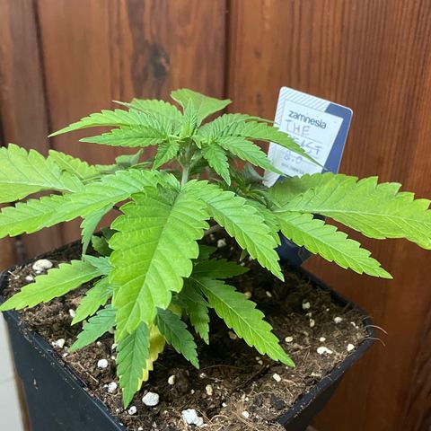The Beast 2.0 growlog timeline photo