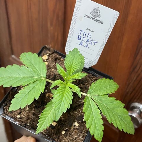 The Beast 2.2 growlog timeline photo