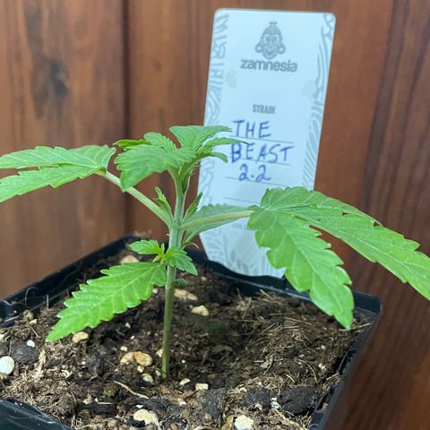 The Beast 2.2 growlog timeline photo