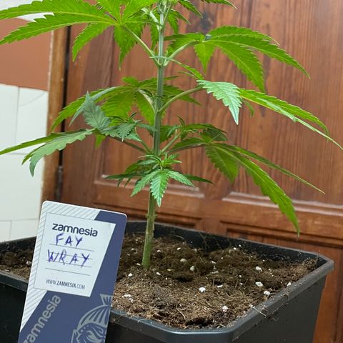 Fay Wray growlog timeline photo