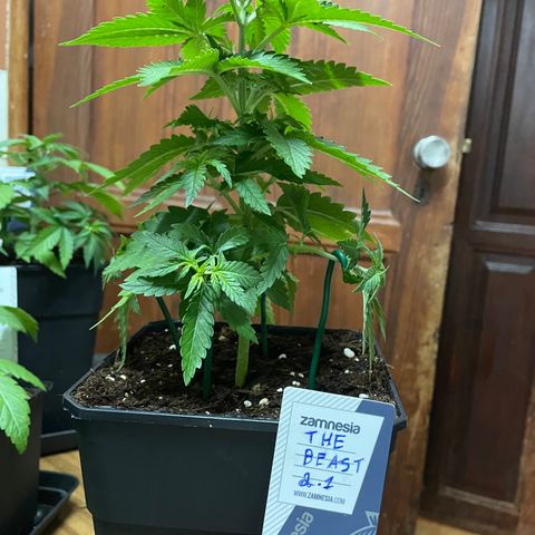 The Beast 2.1 growlog timeline photo