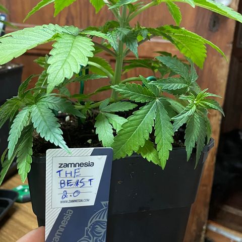 The Beast 2.0 growlog timeline photo