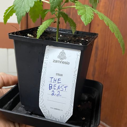 The Beast 2.2 growlog timeline photo