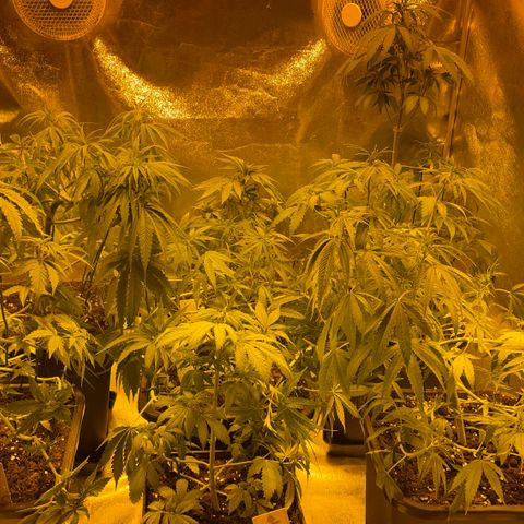 Fay Wray growlog photo: Após os transplantes