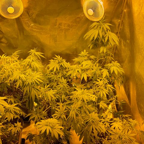 Fay Wray growlog photo: Após os transplantes