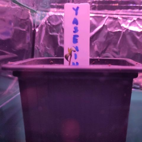 Yasemin growlog photo: Morgens zu Beginn der Beleuchtungsphase.