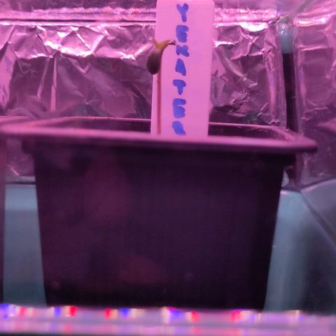 Yekaterina growlog photo: Morgens zu Beginn der Beleuchtungsphase.