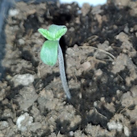 Yasemin growlog timeline photo