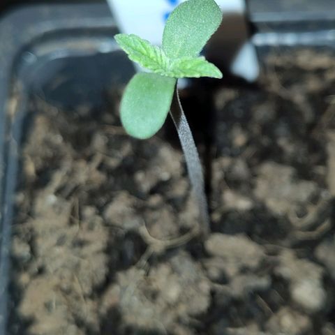 Yekaterina growlog timeline photo