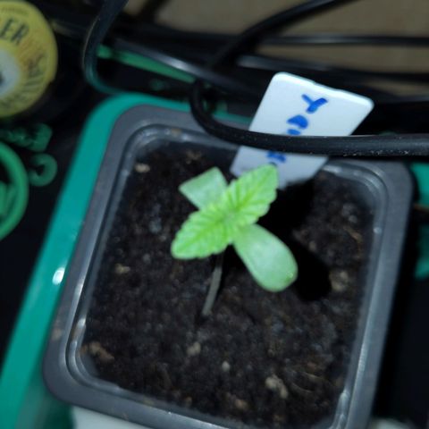 Yasemin growlog photo: Gesundes grün, beinahe vollständige Wiederaufrichtung