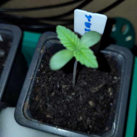 Yekaterina growlog photo: Leichte Verbrennungen an den Keimblättern durch anfänglich suboptimale Beleuchtung, Spargelung unterbunden.