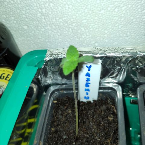 Yasemin growlog timeline photo