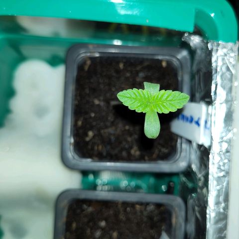Yasemin growlog timeline photo