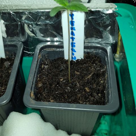 Yekaterina growlog timeline photo