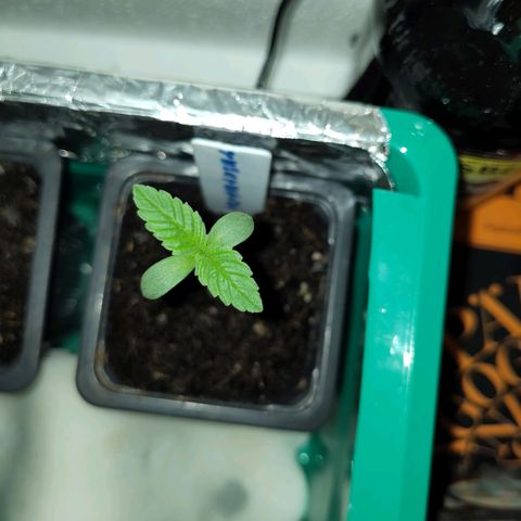 Yekaterina growlog timeline photo