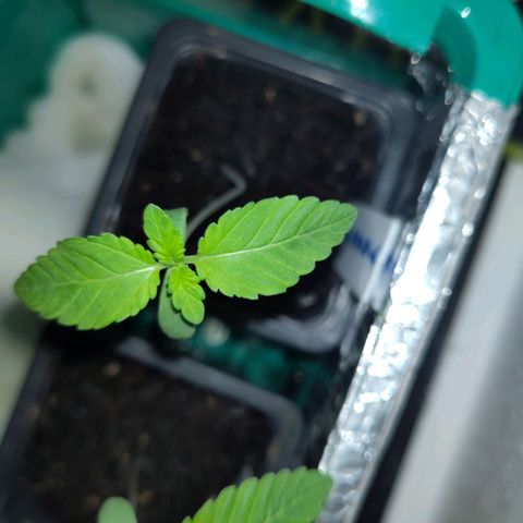 Yasemin growlog photo: 2. Blattpaar seit heute Nacht